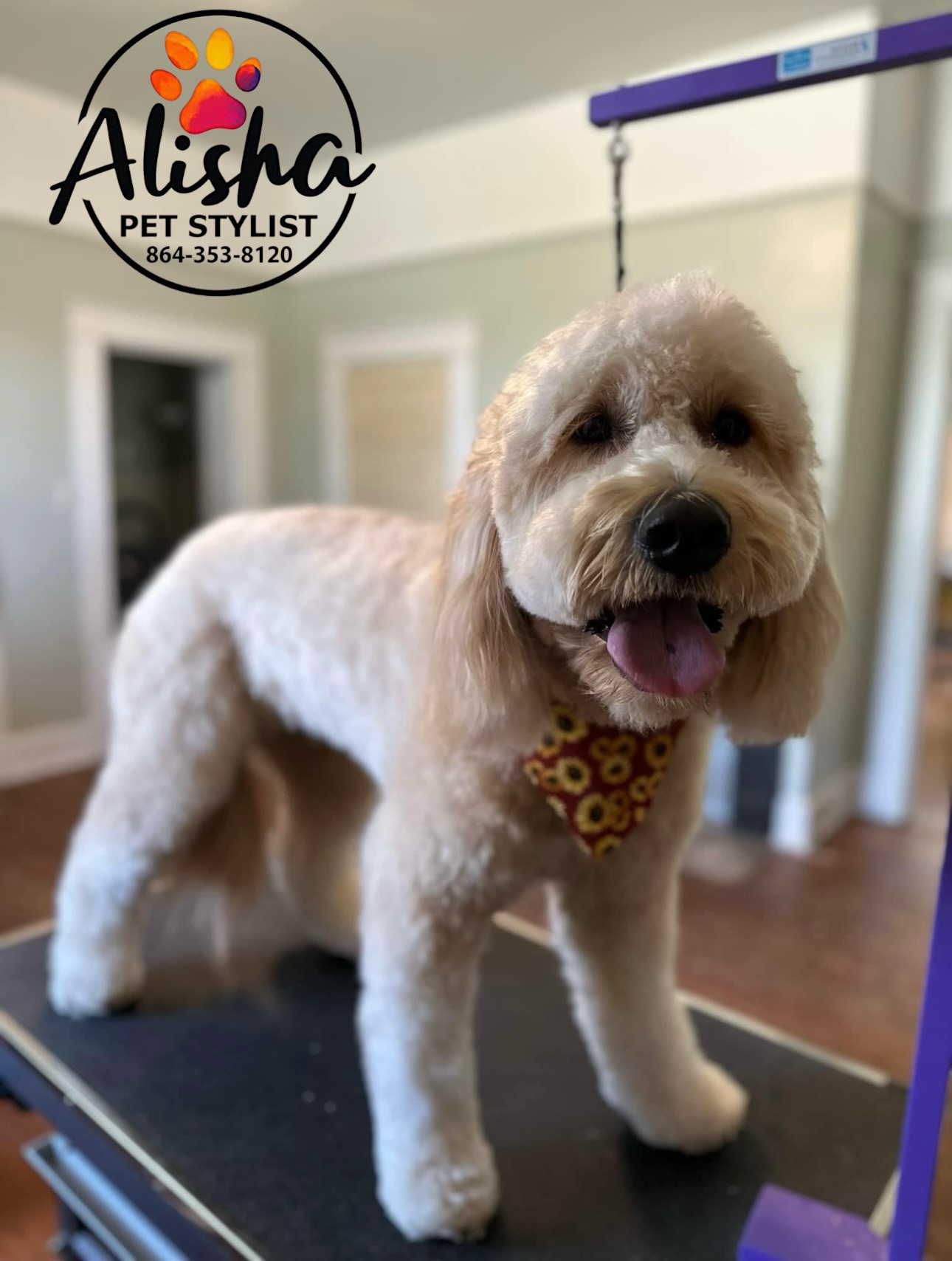 A freshly groomed cream doodle in a sunflower bandana, standing on the grooming table in Alisha's salon