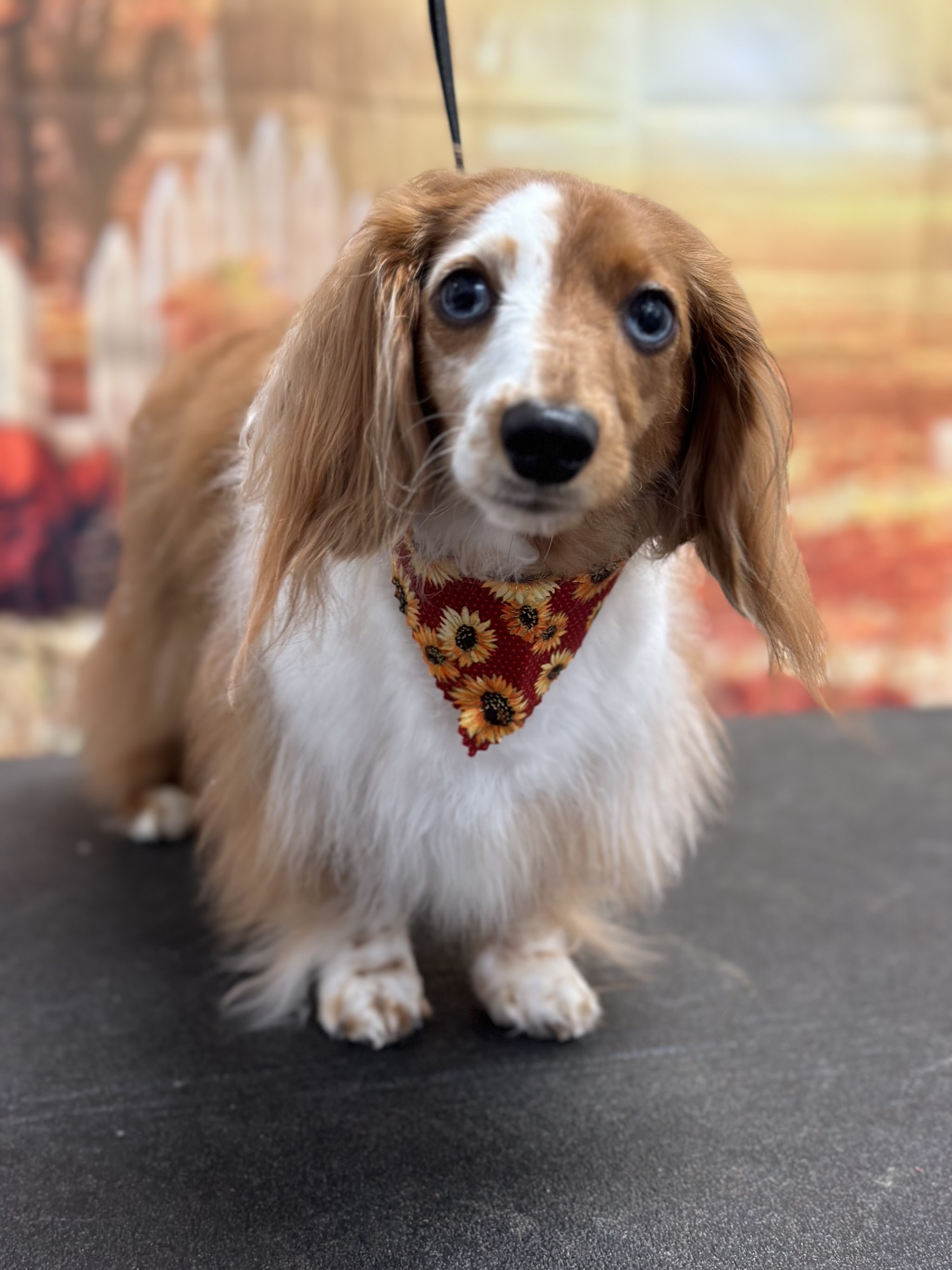 A long-haired dachshund in a sunflower bandana