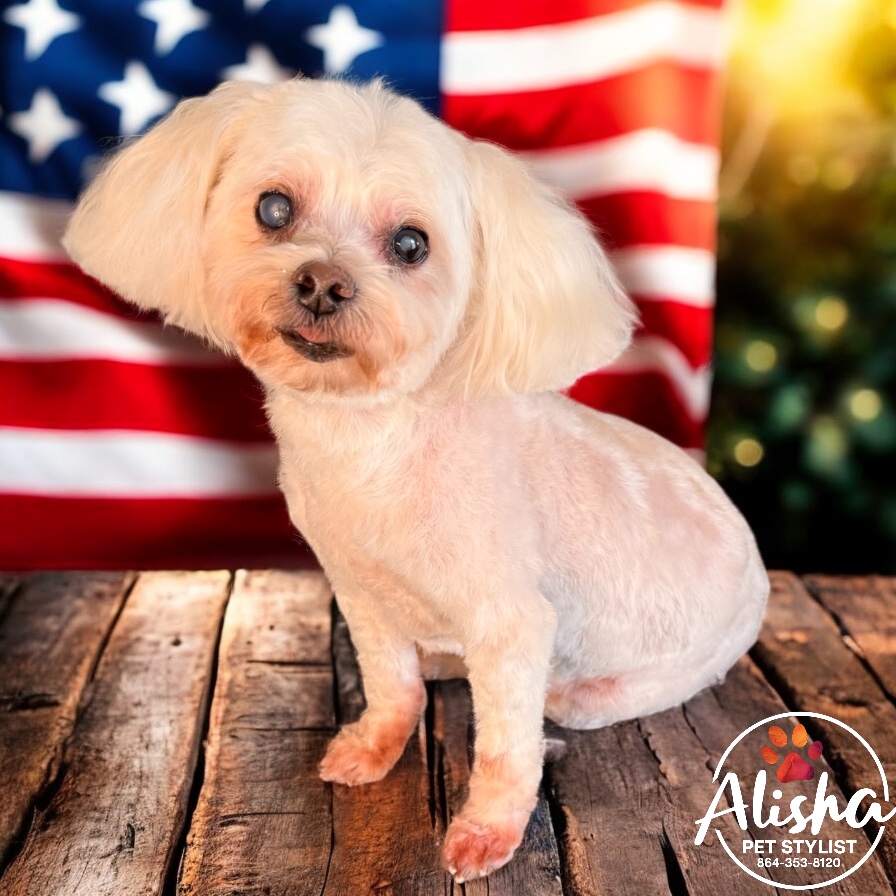 A small white dog in front of an American flag