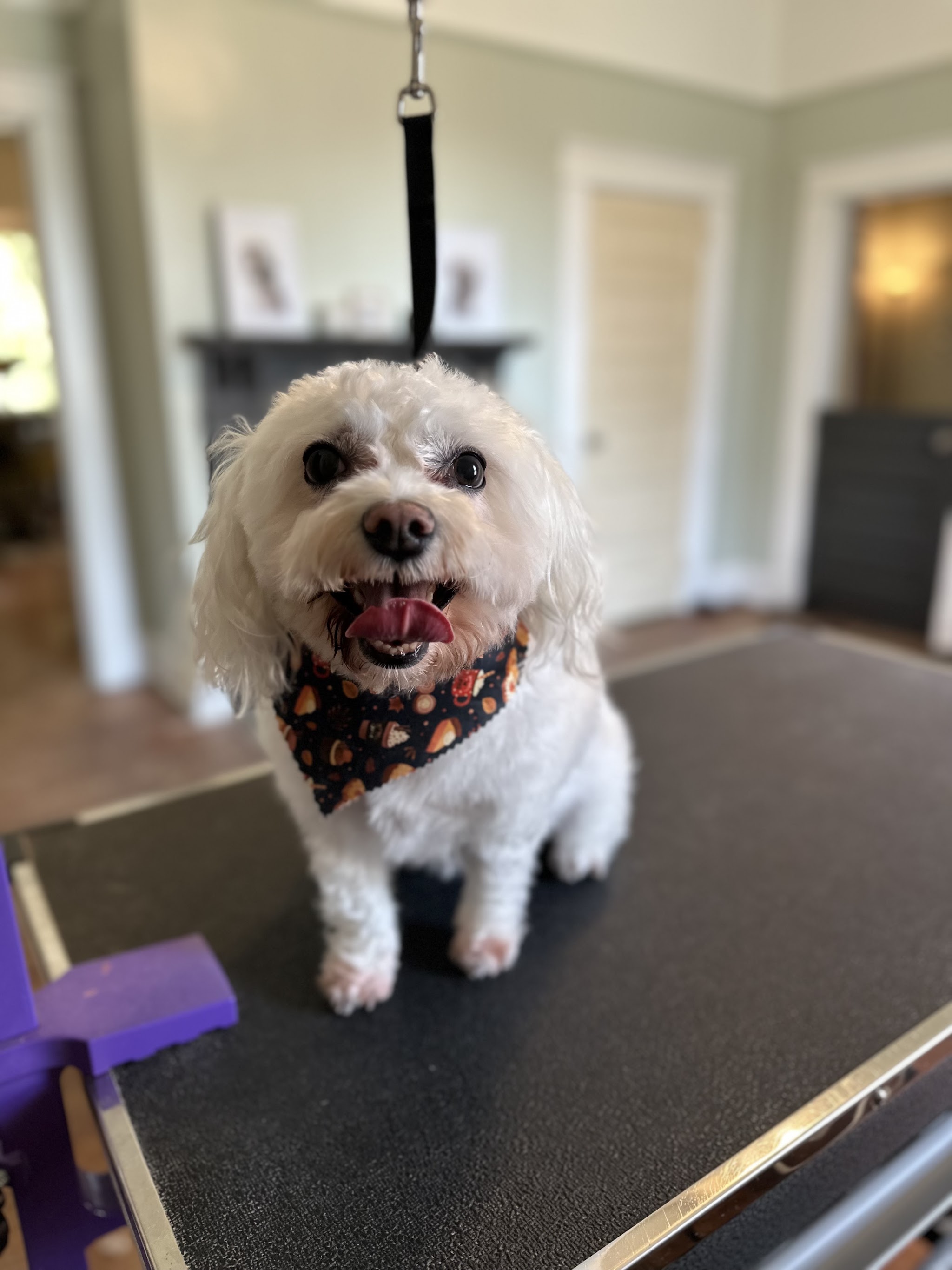 A fluffy white dog with a bandana, freshly groomed, in the bright salon