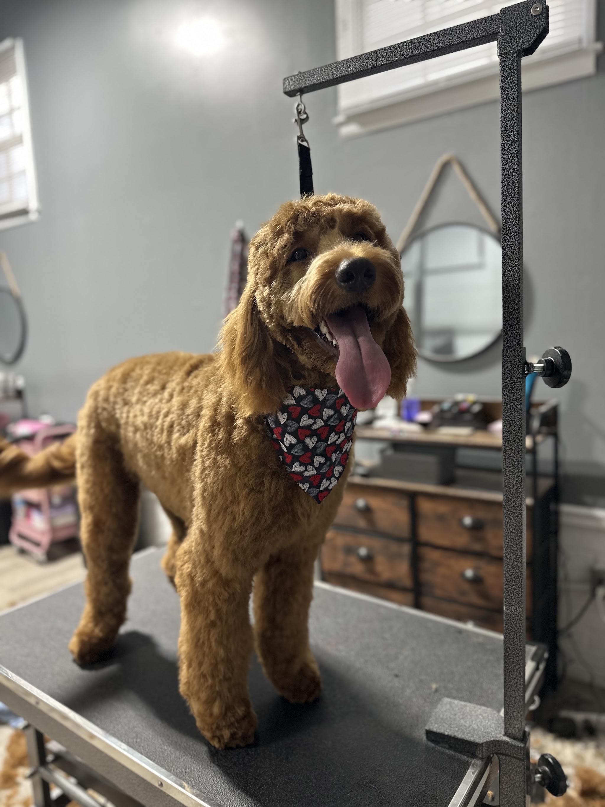 A freshly groomed golden-brown doodle on the grooming table