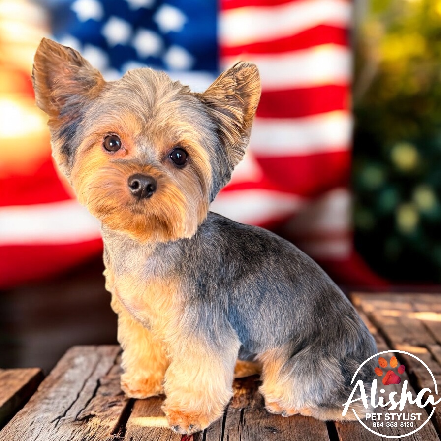A yorkie with a neat fresh cut, flag backdrop
