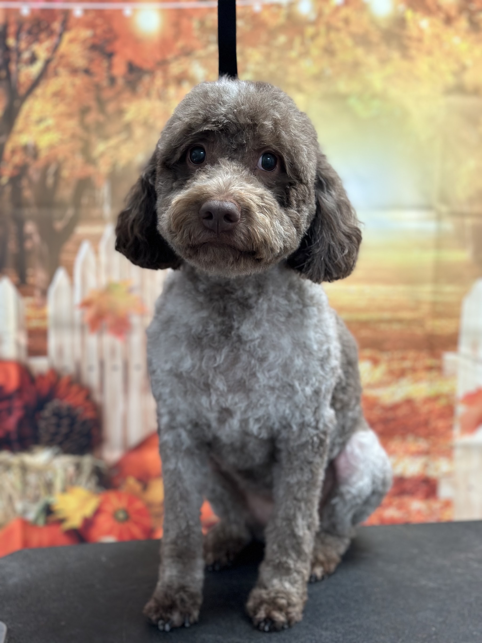 A grey poodle with a neat rounded cut, freshly bathed and groomed