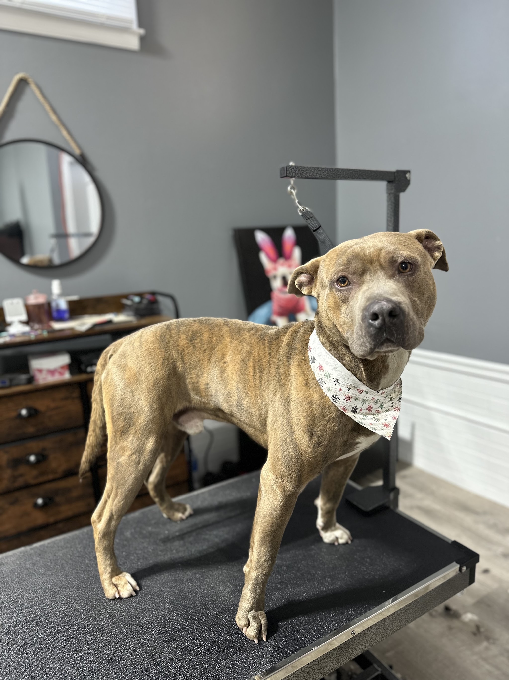 A brindle pit mix wearing a bandana, freshly groomed
